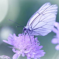 papillon sur une fleur parme