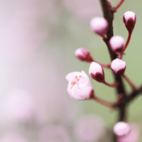 les bourgeons en naturopathie